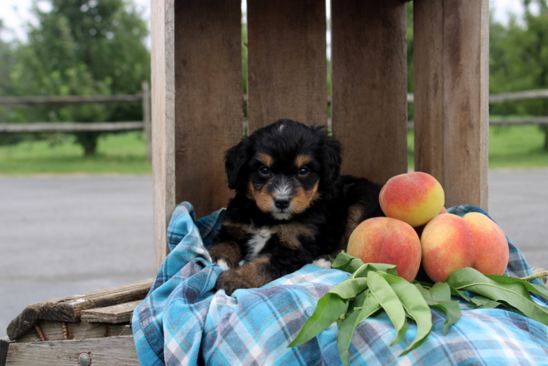 puppy, for, sale, Mini Bernedoodle F2, Matthew B. Stoltzfus, dog, breeder, Gap, PA, dog-breeder, puppy-for-sale, forsale, nearby, find, puppyfind, locator, puppylocator, aca